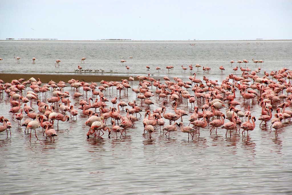 חופשה משפחתית בנמיביה